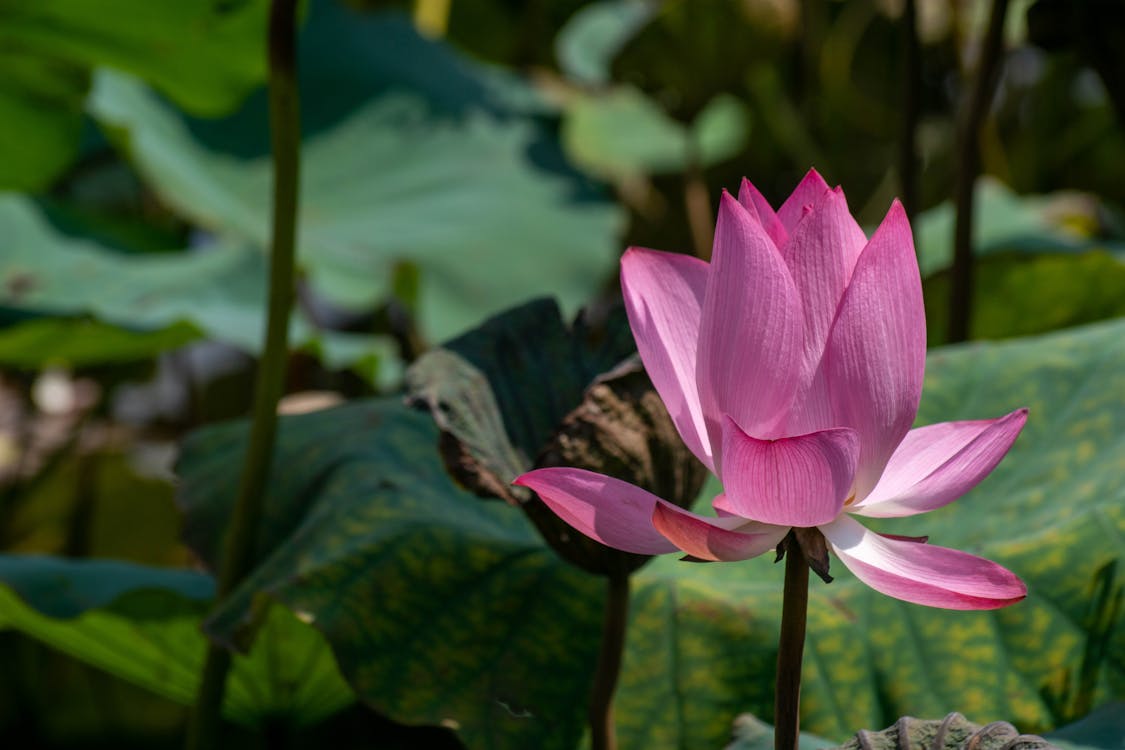 nelumbo nucifera, 景深, 植物的 的 免费素材图片