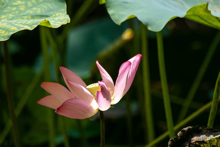 A Lotus Flower In Bloom 