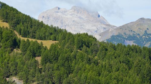 Free Scenic landscape of coniferous forest and towering mountains under blue sky. Stock Photo