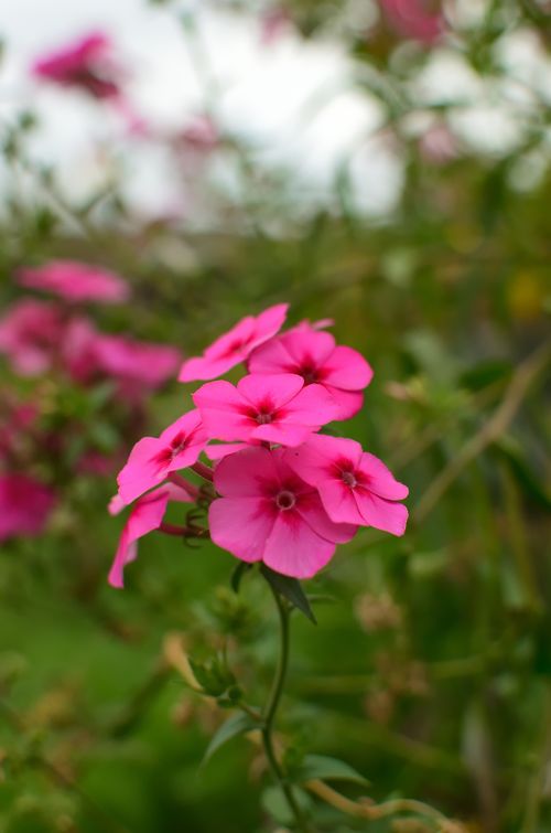 Free Close-up of bright pink Phlox drummondii flowers blooming in a garden setting. Stock Photo