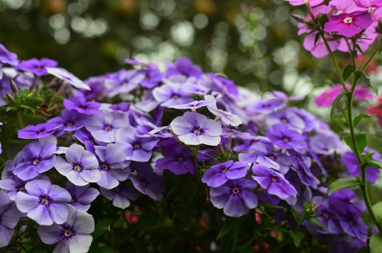 Purple Phlox Flowers In Bloom