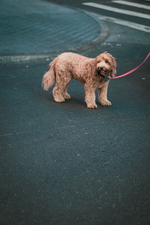 Immagine gratuita di animale domestico, cane, mammifero