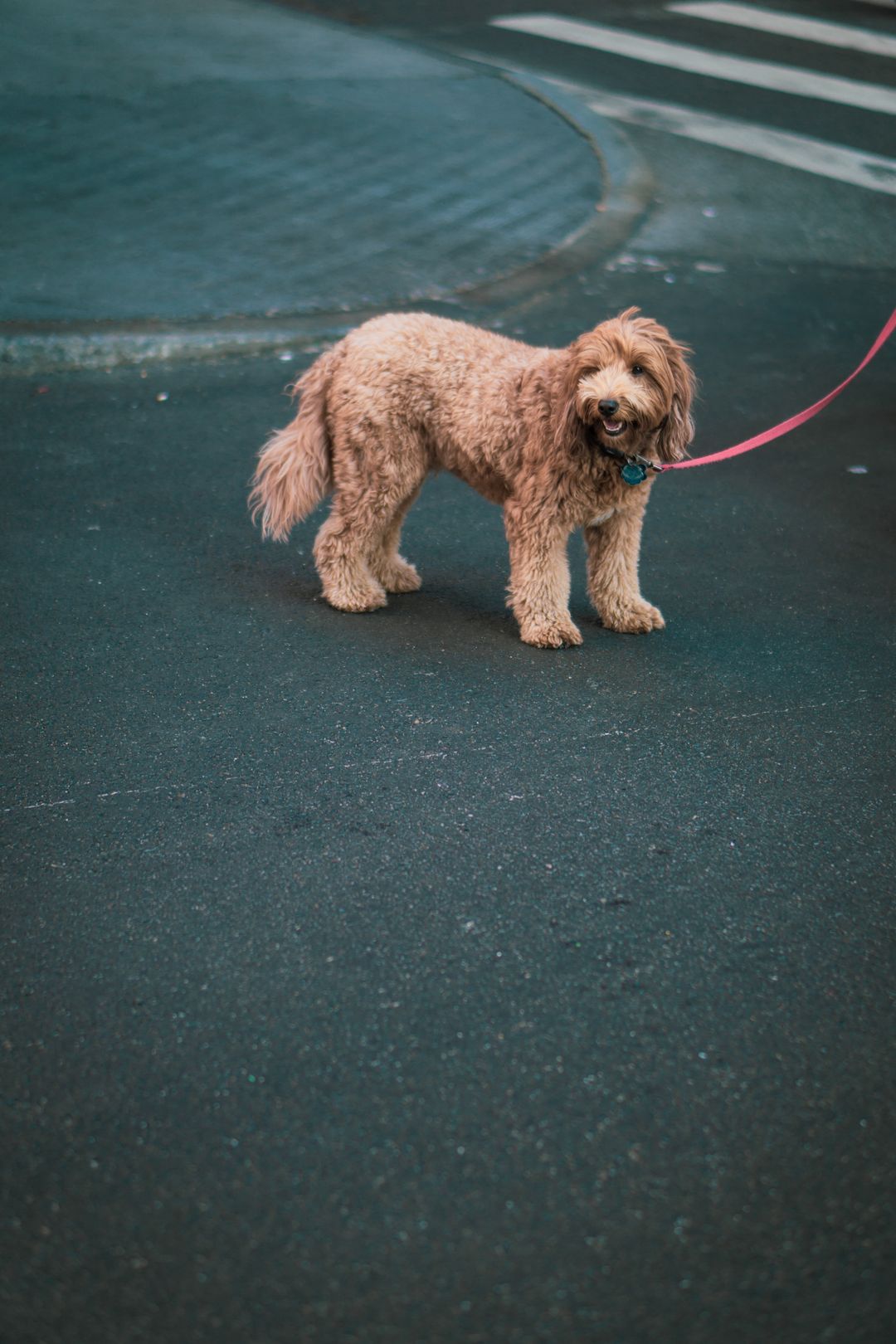 Dog walking on a colourful leash