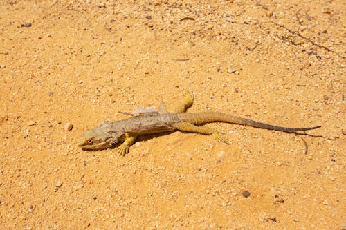 Free stock photo of lizard, reptile