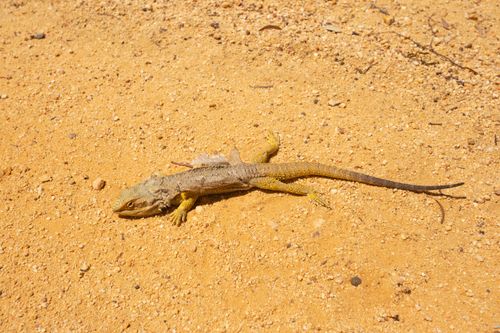 Free stock photo of lizard, reptile Stock Photo