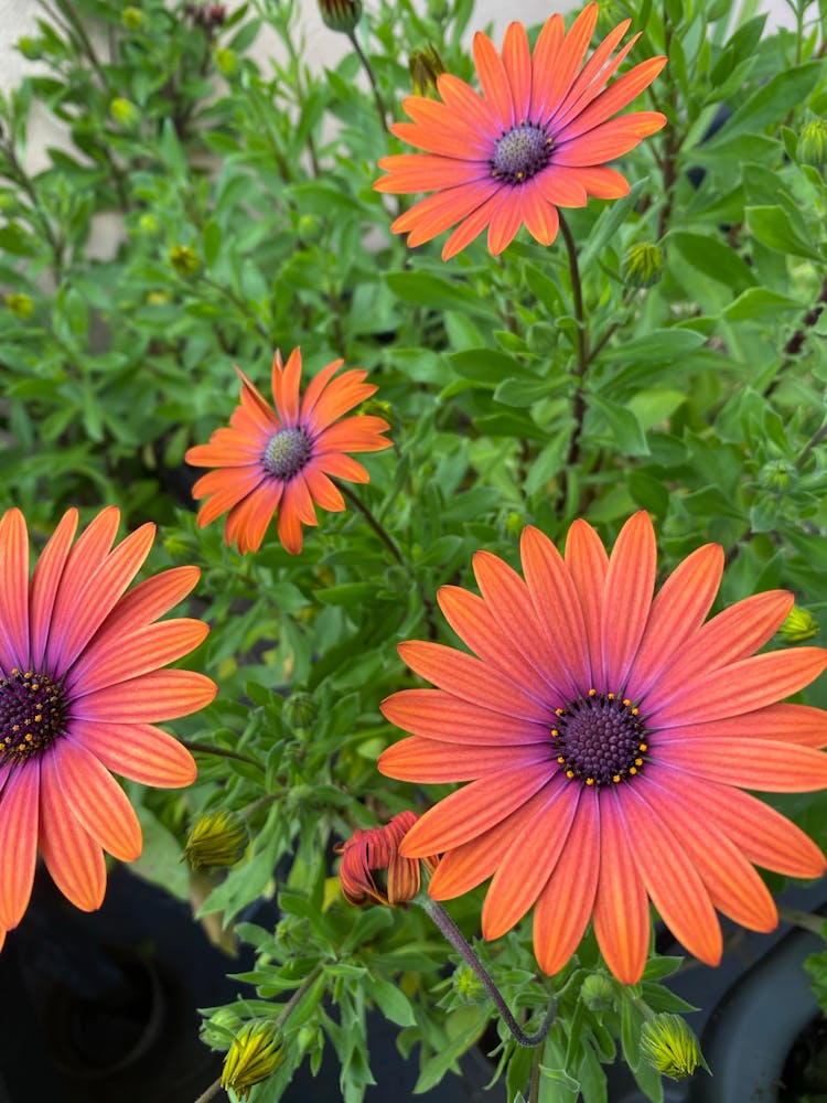 Close-up Of Orange And Pink Flowers 