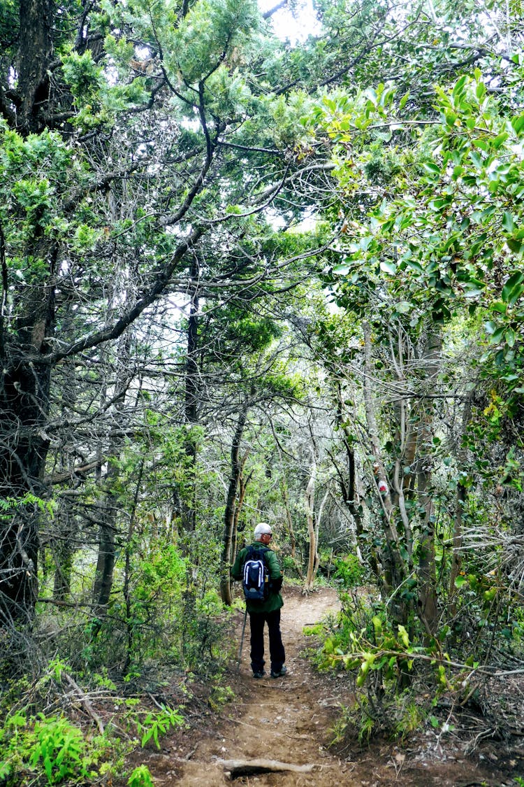 Person Walking On Forest Pathway