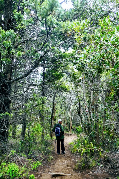 Free A solitary hiker explores a lush forest trail surrounded by vibrant foliage. Stock Photo