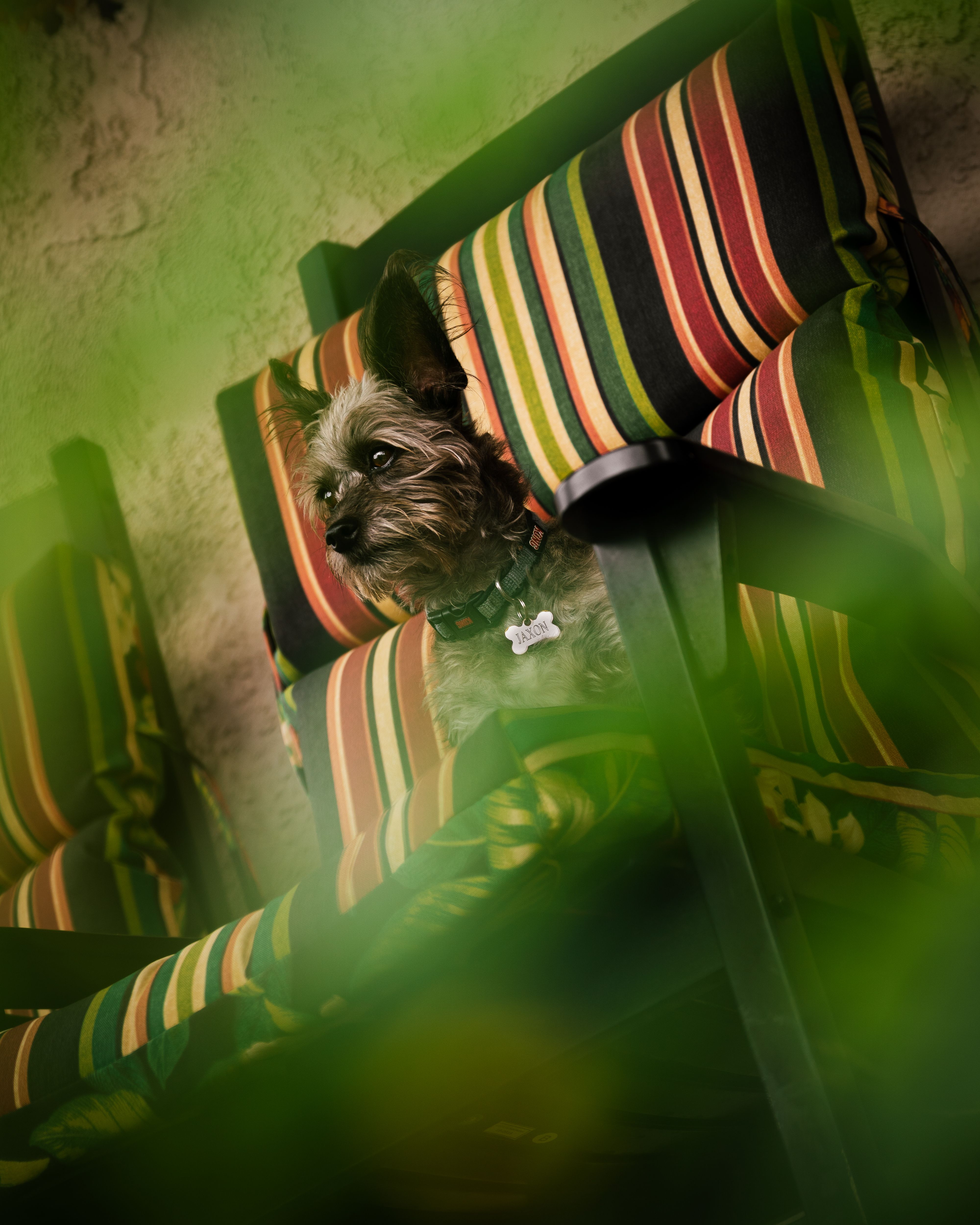 Cute terrier sits on a striped chair amidst greenery in San Dimas, showcasing a cozy outdoor moment.