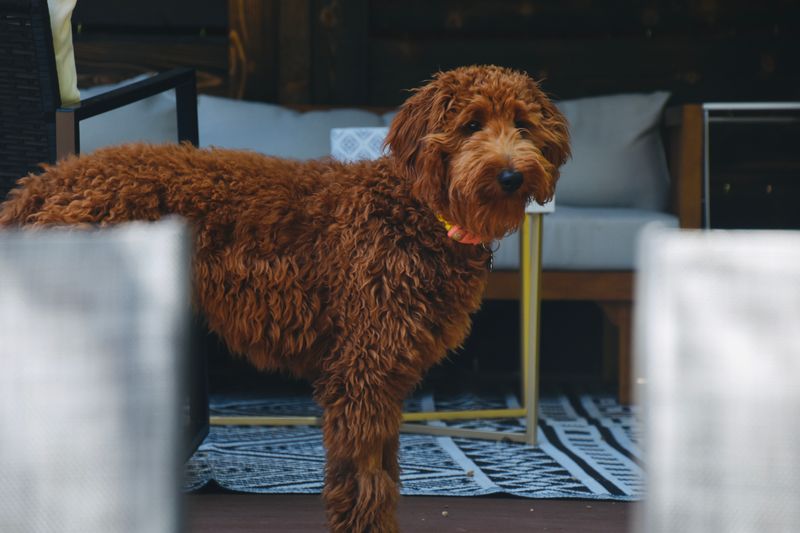 Luna - photo 1