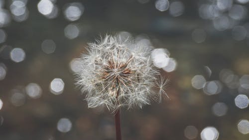 Selective Focus Photography of White Dandelion Flower