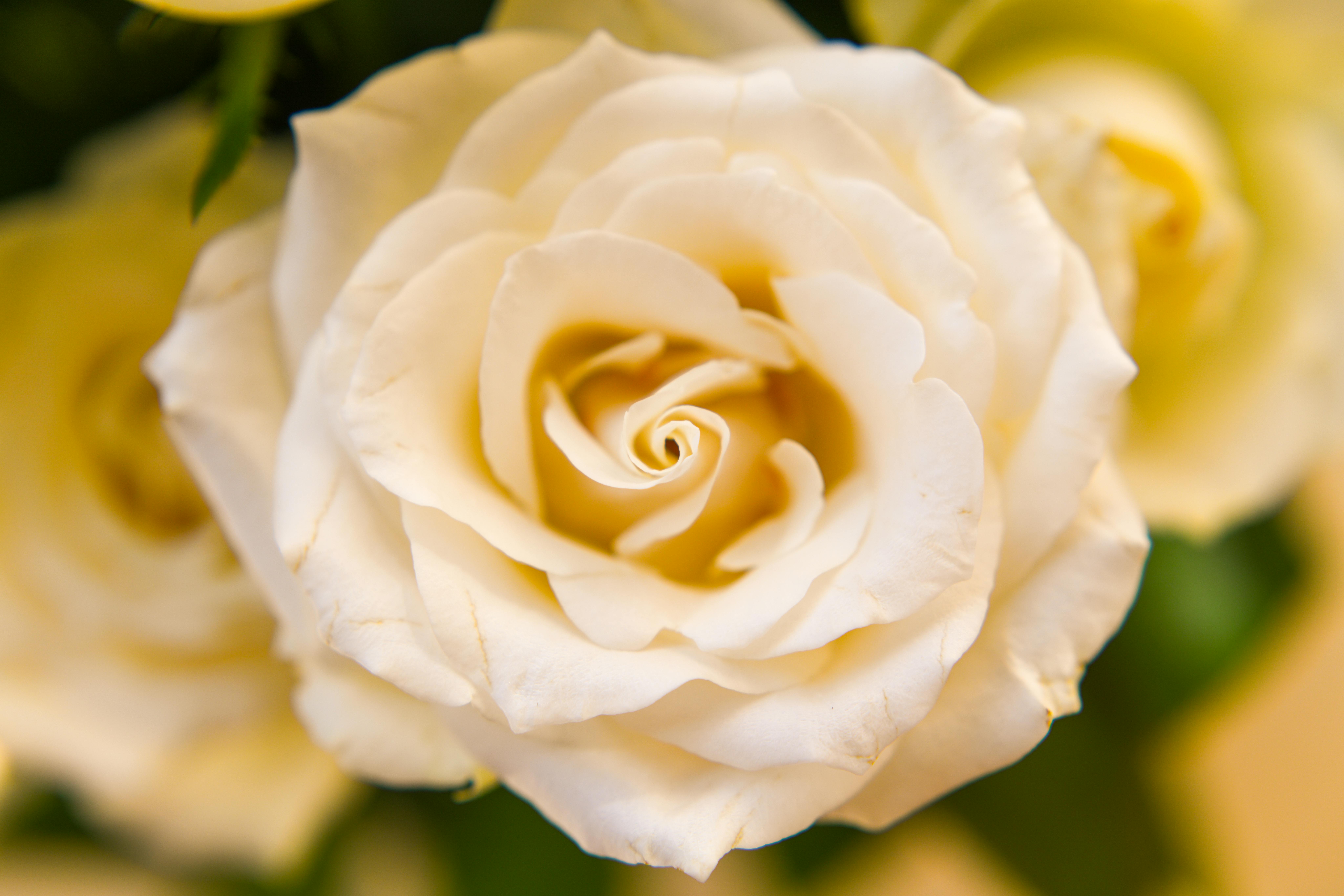 White Rose in Bloom · Free Stock Photo
