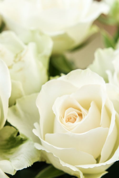 White Rose in Close-up Photography