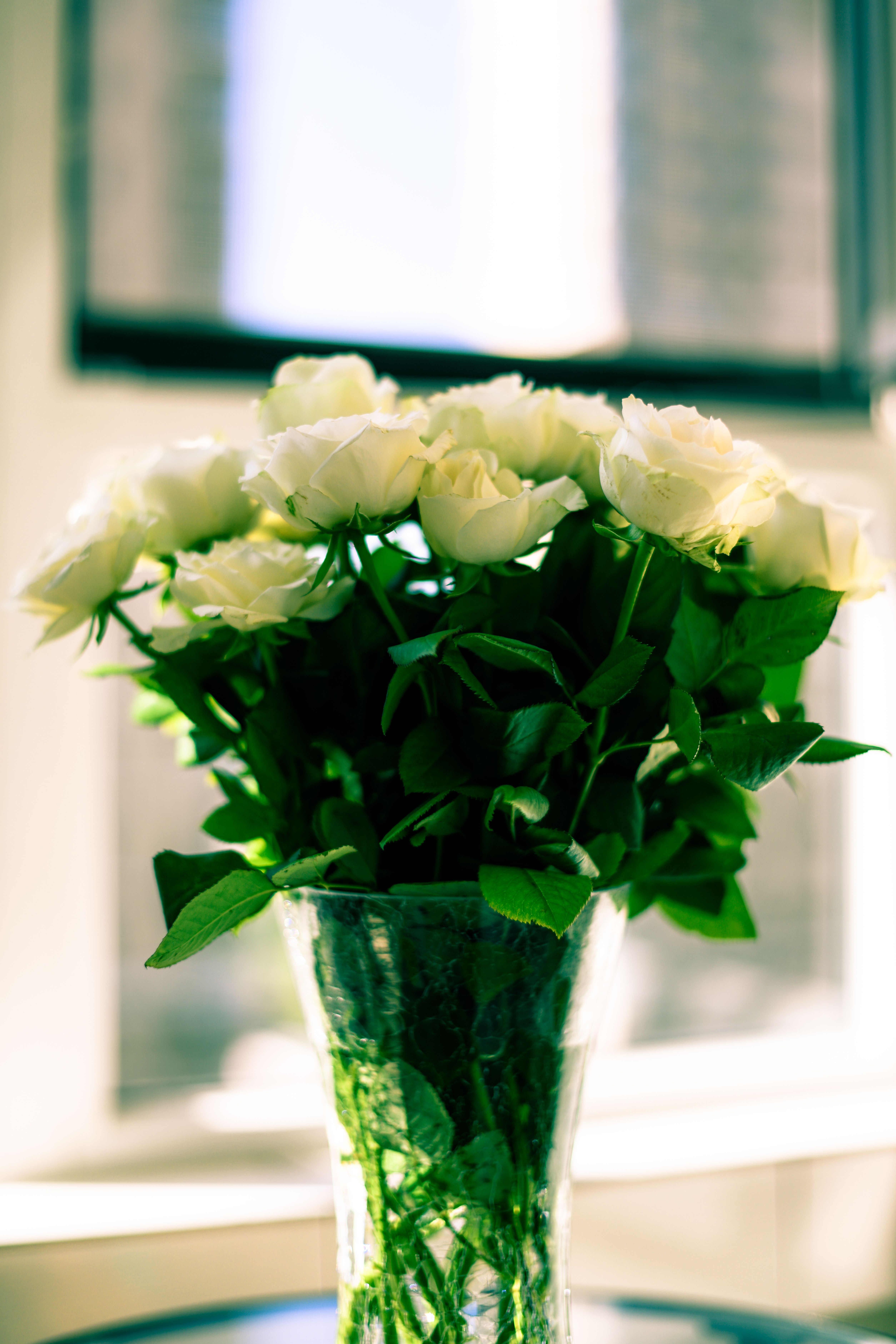Bunch of White Roses in Clear Glass Vase · Free Stock Photo