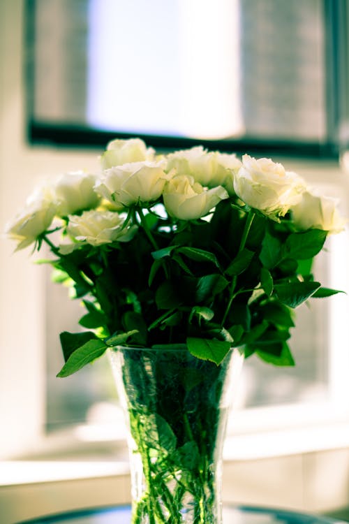 Bezpłatne Darmowe zdjęcie z galerii z białe róże, flora, fotografia kwiatowa Zdjęcie z galerii