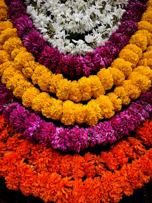 Free Colorful rows of flower garlands in vivid hues for decoration and celebration. Stock Photo