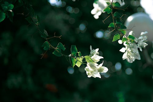 Free White Bougainvillea Flowers on a Stem with Green Leaves Stock Photo