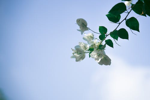 Free White Bougainvillea Flowers on a Stem with Green Leaves Under Blue Sky Stock Photo