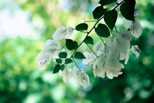 White Bougainvillea and Green Leaves