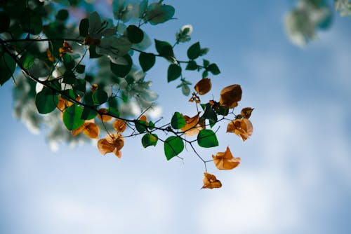 Free Beautiful Bougainvillea Flowers on a Tree Under Blue Sky Stock Photo