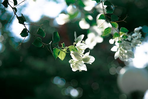 Free Beautiful White Bougainvillea Flowers on a Stem Stock Photo