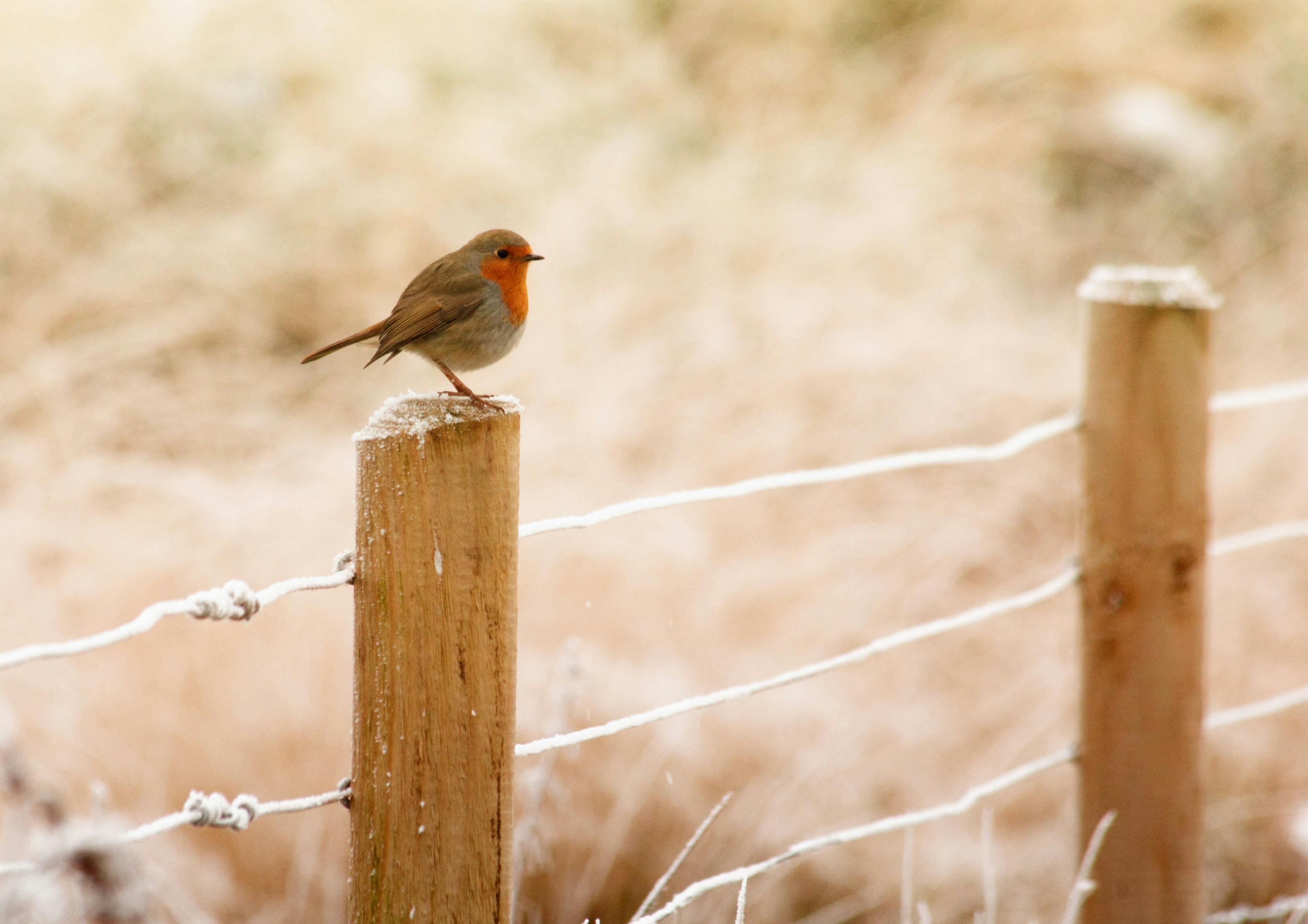 Selective Focus Photography of European Robin Bird Perching on Wood Fence