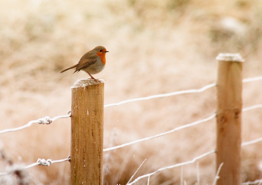 免費 歐洲知更鳥棲息在木柵欄上的選擇性聚焦攝影 圖庫相片