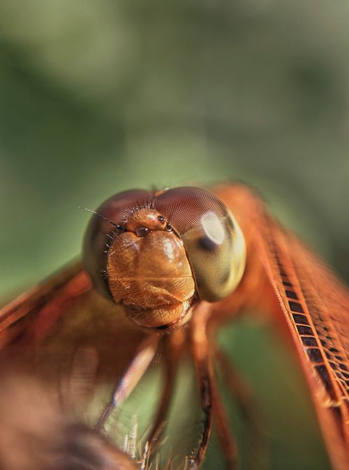 Close-up Macro Shot of a Dragonfly · Free Stock Photo