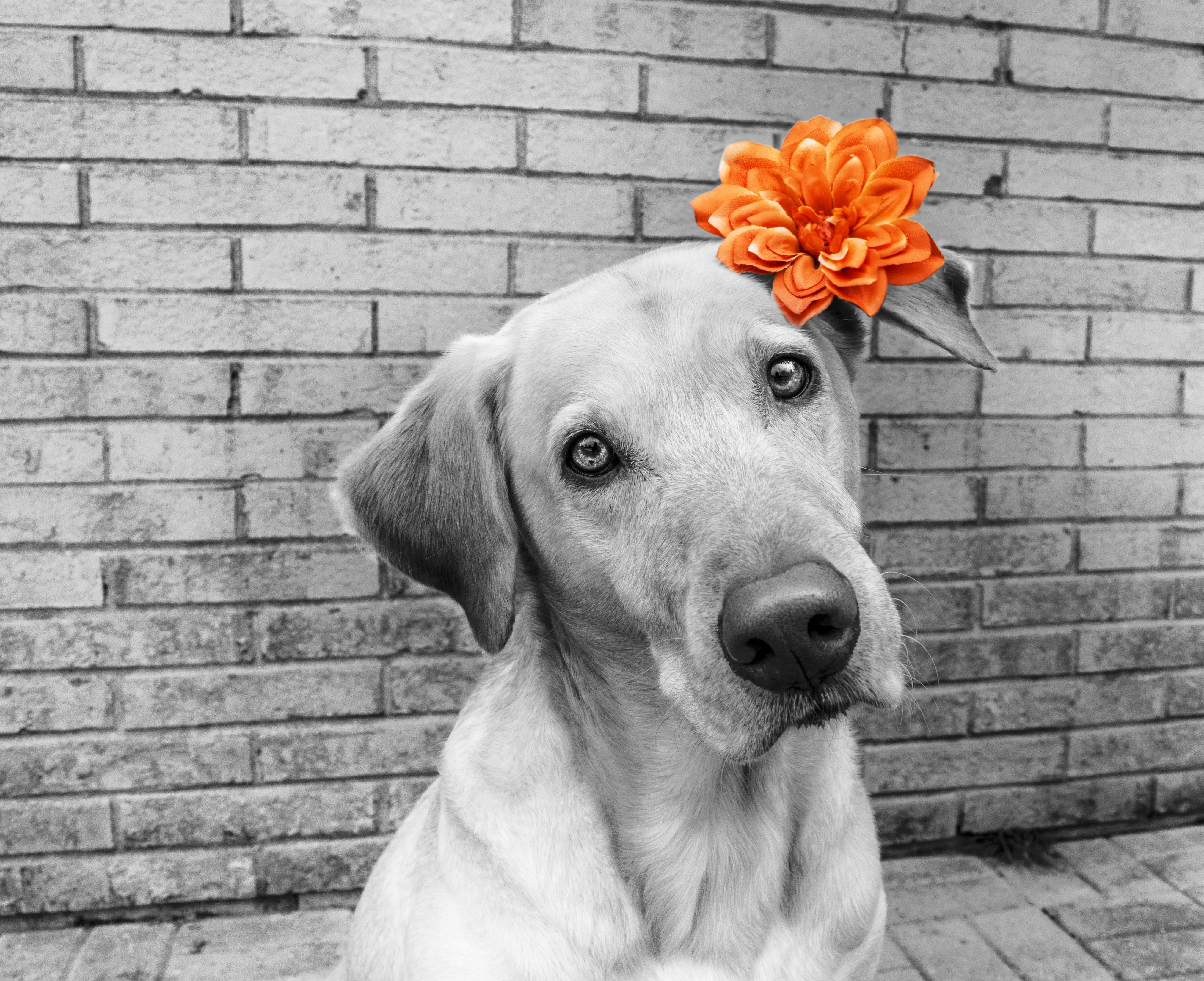 Free stock photo of accent, dog, flower