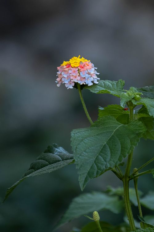 Free Detailed shot of a colorful West Indian Lantana flower with lush green leaves, perfect for nature themes. Stock Photo