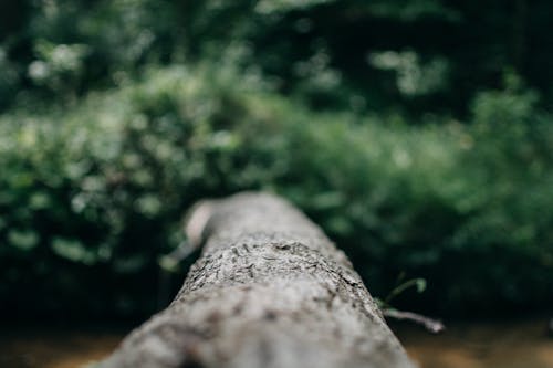 Macro Photo of Branch