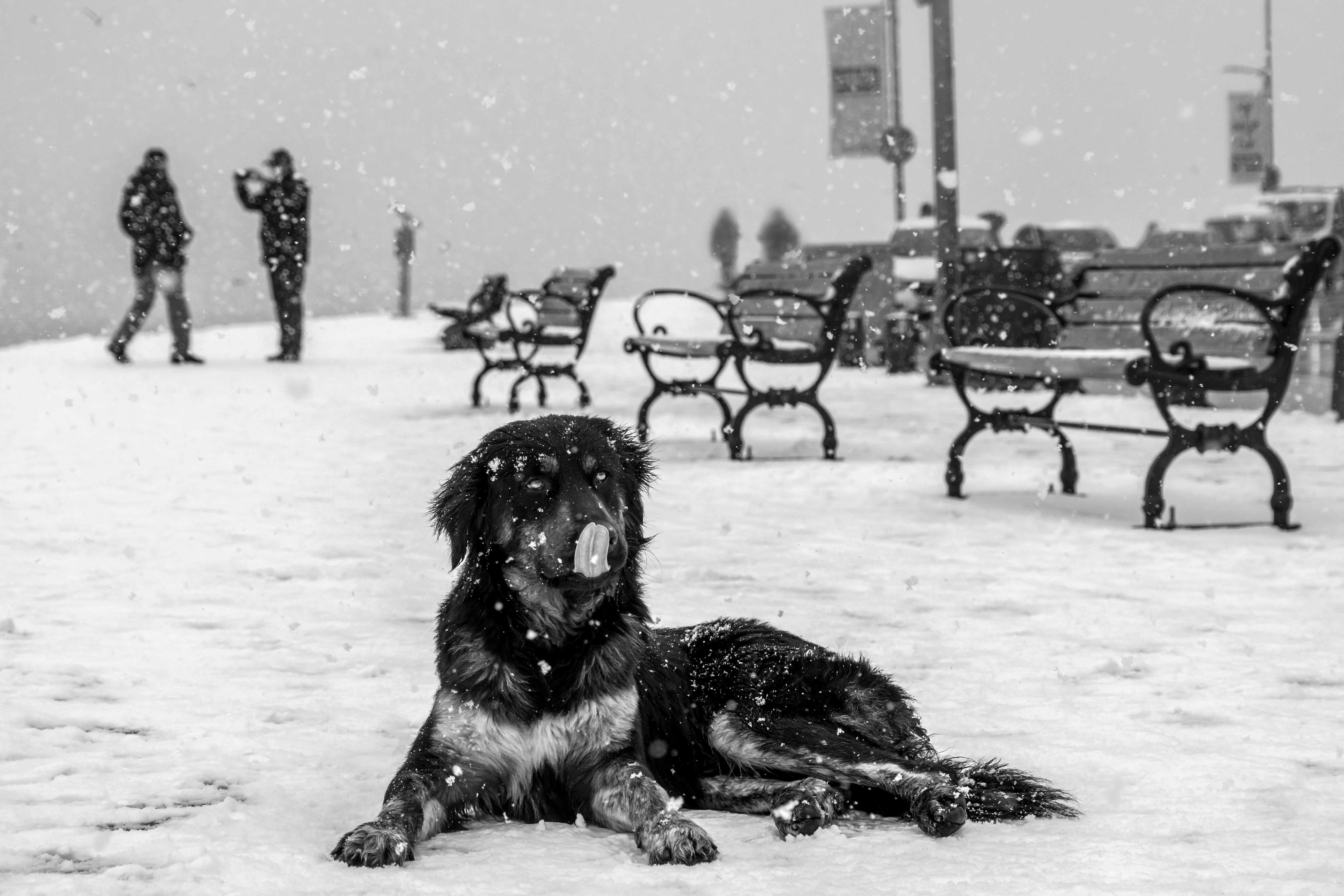 A black and white photo of a dog lying on a snow-covered pathway with benches.