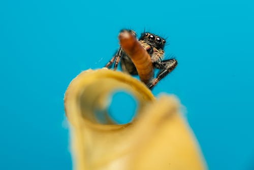 Kostenloses Stock Foto zu blauem hintergrund, insekt, insektenfotografie