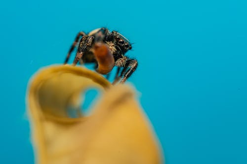 คลังภาพถ่ายฟรี ของ การถ่ายภาพแมลง, พื้นหลังสีน้ำเงิน, ภาพมาโคร