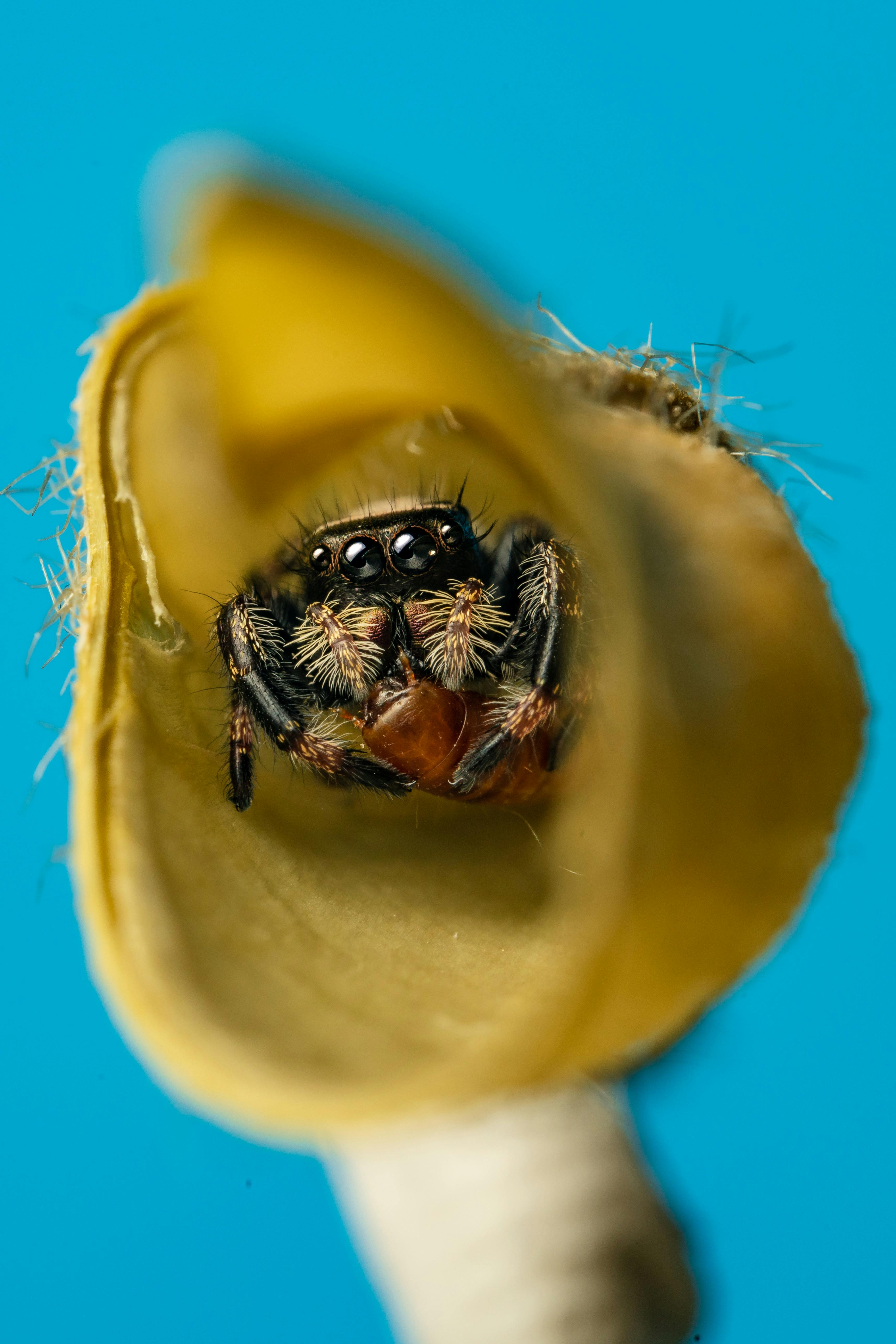 Phidippus Pius Photos, Download The BEST Free Phidippus Pius Stock
