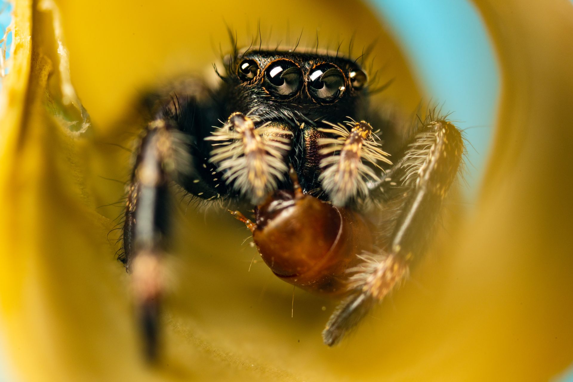 Macro of Insect