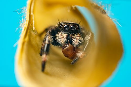 Free Detailed macro photography of a jumping spider inside a yellow leaf with a vivid blue background. Stock Photo