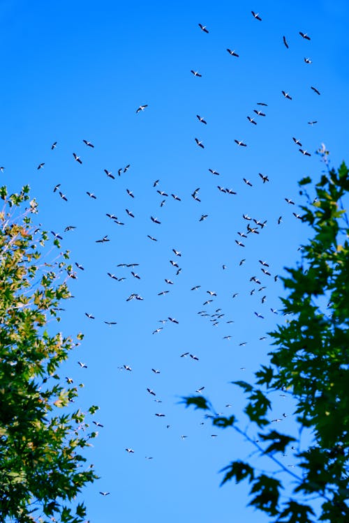 Flock Birds Flying in the Sky 