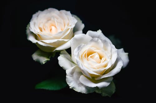 Безкоштовне стокове фото на тему «білі троянди, впритул, квітка»
