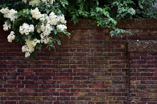 бесплатная Бесплатное стоковое фото с белые цветы, зеленые листья, кирпичная стена Стоковое фото