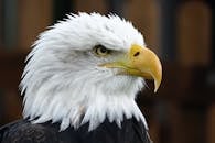 一只秃鹰的特写肖像展现了它凶猛的目光和独特的白色羽毛，显得十分雄伟