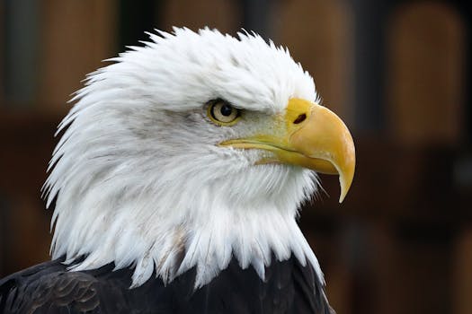 Close-up portrait of a majestic bald eagle showcasing its fierce gaze and distinct white feathers.