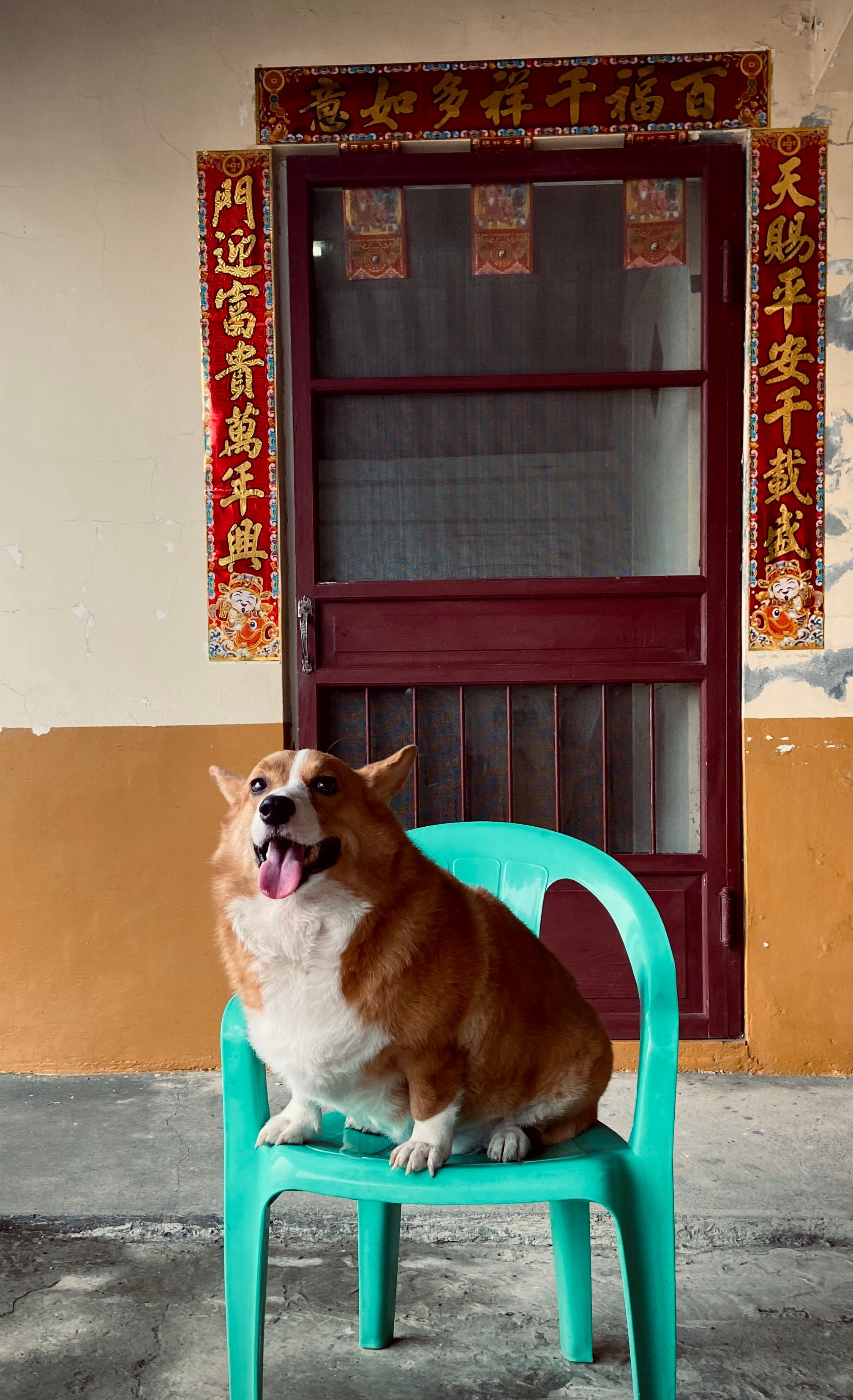 Corgi Dog Sitting on a Plastic Chair · Free Stock Photo