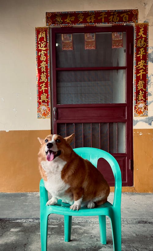 Fotos de stock gratuitas de corgi, fotografía de perro, perro