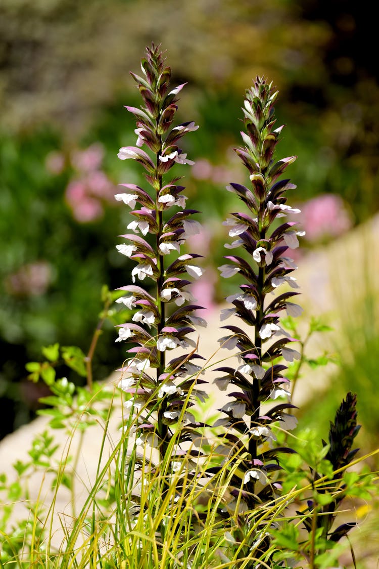 Close Up Photo Of Bear's Breeches Plants 