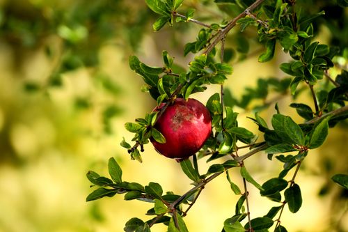 Free A vibrant ripe pomegranate hanging on a branch surrounded by lush green leaves. Stock Photo