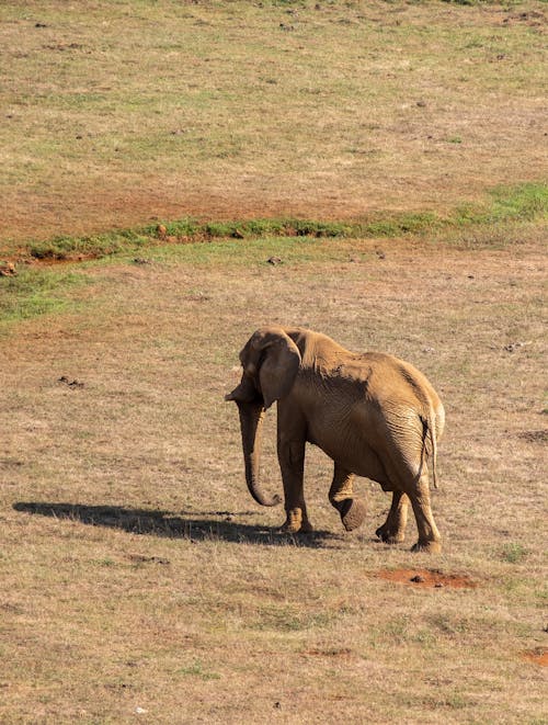 Бесплатное стоковое фото с азиатский слон, африканские слоны, африканский слон