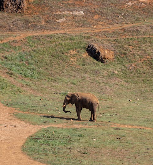 Fotobanka s bezplatnými fotkami na tému africký slon, chôdza, divočina