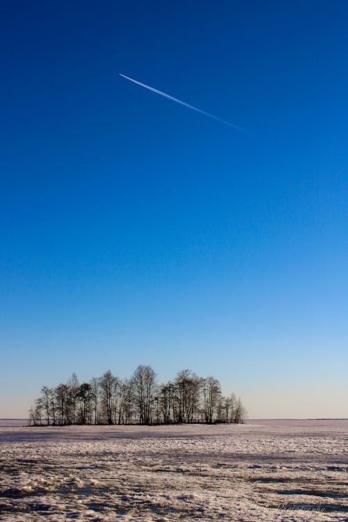 Photos gratuites de arbres, ciel bleu clair, moulu