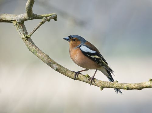 Free A vibrant chaffinch perched on a tree branch in natural daylight. Stock Photo